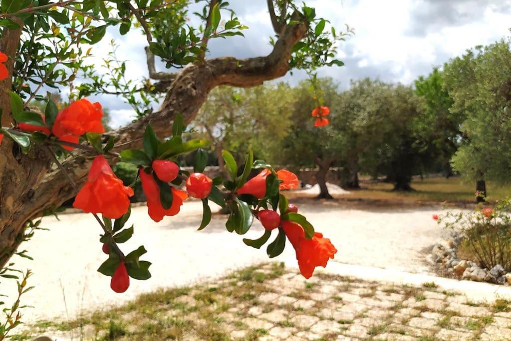 Villa Trullo Mami Putignano Esterno foto